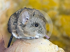 Short-eared elephant shrew (Macroscelides proboscideus)