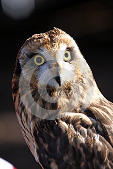 Short-eared Owl