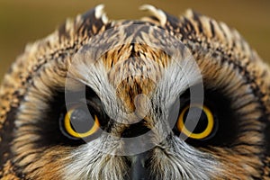 Short-eared Owl