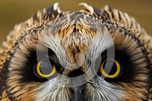 Short-eared Owl photo