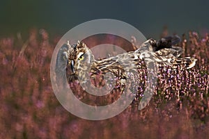 Short-eared Owl