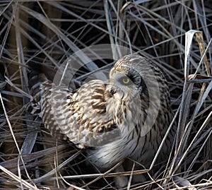 Short Eared Owl