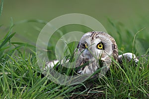 Short-Eared Owl