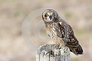 Short eared Owl