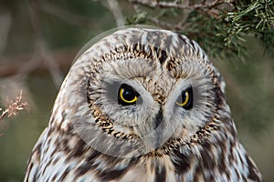 Short Eared Owl