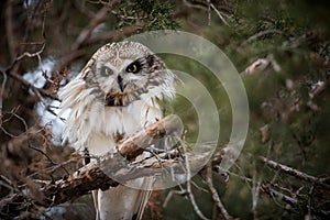 Short Eared Owl