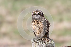 Short eared Owl