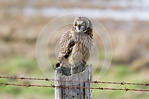 Short eared Owl