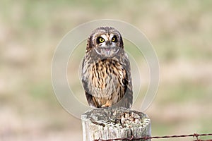 Short eared Owl