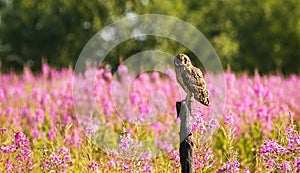 Short-eared owl