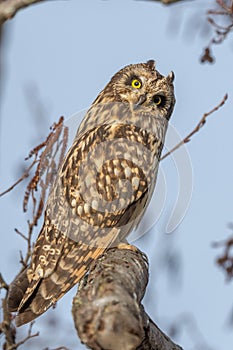 Short-eared Owl (Asio flameus) perched on a branch