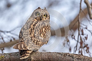 Short-eared Owl (Asio flameus) perched on a branch