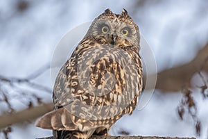 Short-eared Owl (Asio flameus) perched on a branch