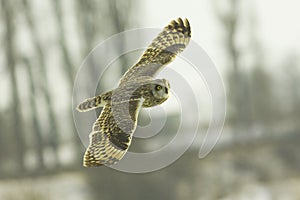 Short eared owl (Asio flammeus) photo