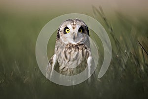 Short-eared owl, Asio flammeus