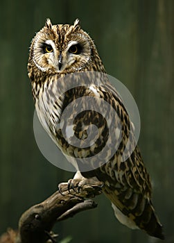 The short-eared owl Asio flammeus
