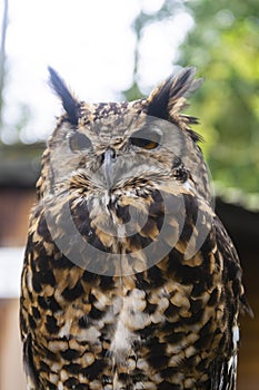 The short-eared owl Asio flammeus brown closeup owl portraint in the woods