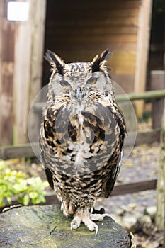 The short-eared owl Asio flammeus brown closeup owl portraint in the woods