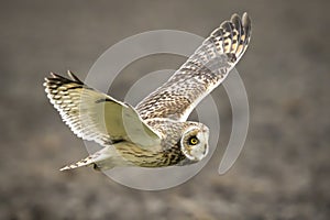 Short-eared Owl Asio flammeus flying