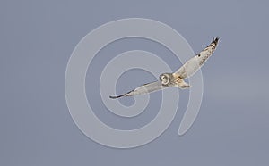 Short-eared owl Asio flammeus isolated against a blue background hunting over an open snowy field in Canada
