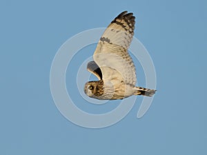 Short-eared owl (Asio flammeus) photo