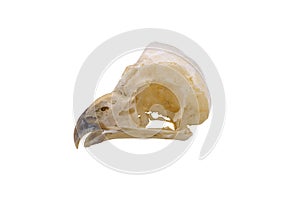 Short-Eared Owl Asio flammeus, owl skulls, nocturnal raptors photo