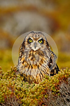 Short-eared Owl, Asio flammeus sanfordi, rare endemic bird from Sea Lion Island, Fakland Islands, Owl in the nature habitat. Owl photo