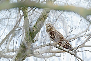 Short-eared Owl, Asio flammeus, sitting on the birch tree. Bird on the winter tree. Animal in the habitat. Wildlife scene from