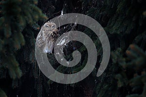 Short-eared Owl, Asio flammeus, sitting on the spruce tree. Bird on the spruce tree. Animal in the habitat. Owl during day in the