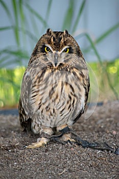 Short-eared owl (asio flammeus) is a species of typical owl (fam