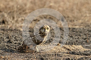 Short-eared owl, Asio flammeus, Uran JNPT, Mumbai, Maharashtra, India