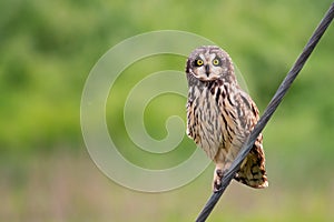 Short-eared owl Asio flammeus in the wild