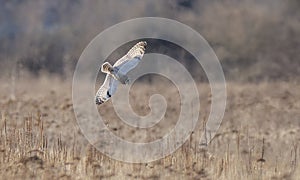 Short eared owl