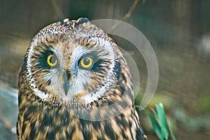 Short Eared Owl Closeup Face