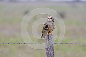 Short eared owl on fence post