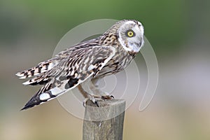 Short-Eared Owl on Fence Post
