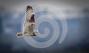 Short Eared Owl in Flight