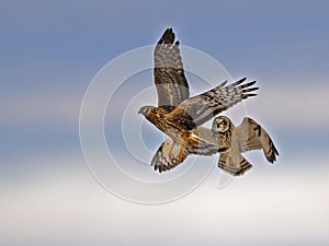 Short-eared Owl in Flight Battling Northern Harrier