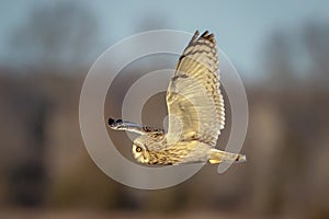 Short-eared owl in flight at the Grasslands