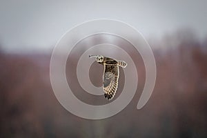 Short-eared Owl in Flight at the Grasslands