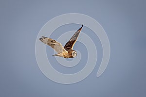 Short-eared Owl in Flight at the Grasslands
