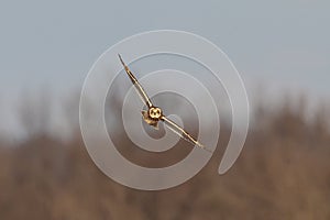 Short-eared Owl in Flight at the Grasslands