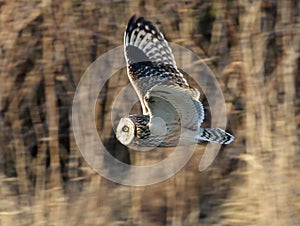 Short-eared Owl in Flight Profile