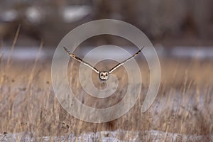 Short-eared owl in flight at the Shawangunk Grasslands