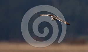 Short Eared Owl flying