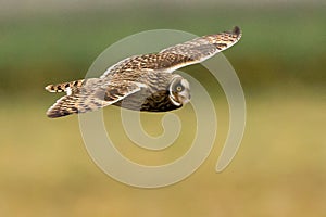 Short eared owl