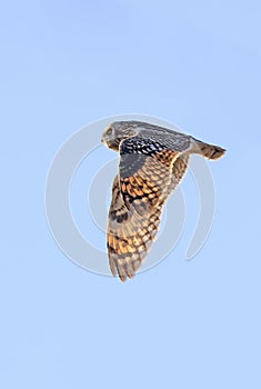 Short-eared owl flying on a blue background sky