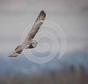 Short Eared Owl hunting over marsh