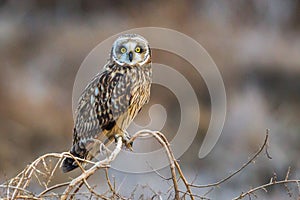 Short-Eared Owl photo