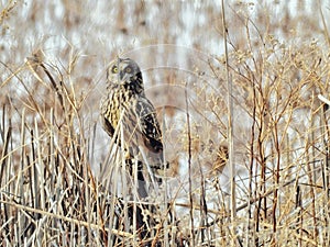 Short Eared Owl Perched In Snow Covered Ground